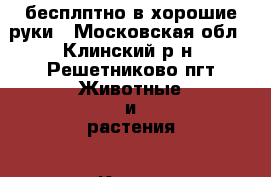 бесплптно в хорошие руки - Московская обл., Клинский р-н, Решетниково пгт Животные и растения » Кошки   